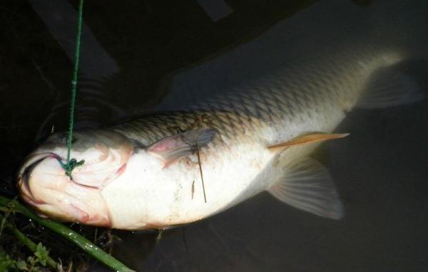 晚上釣草魚的最佳時間 草魚生活的水深是多少