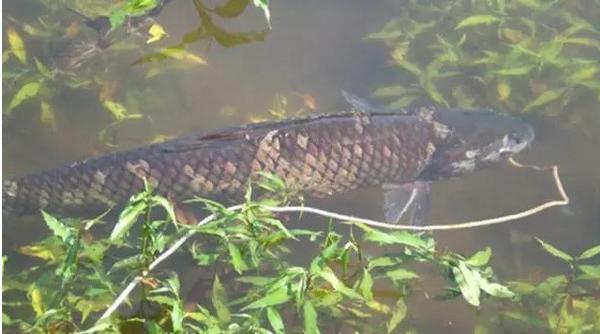 晚上釣草魚的最佳時間 草魚生活的水深是多少