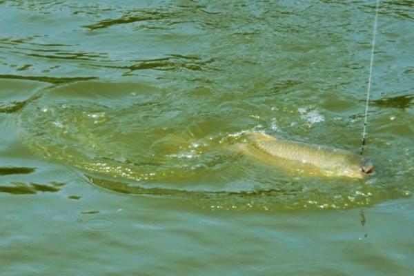 晚上釣草魚的最佳時間 草魚生活的水深是多少