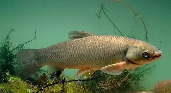 晚上釣草魚的最佳時間 草魚生活的水深是多少