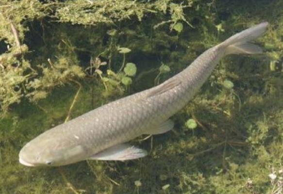 怎樣養(yǎng)草魚(yú) 草魚(yú)養(yǎng)殖技術(shù)