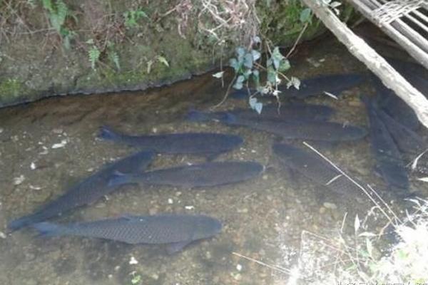 怎樣養草魚 草魚養殖技術