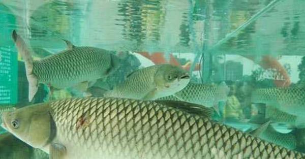 怎樣養草魚 草魚養殖技術