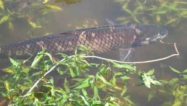 怎樣養草魚 草魚養殖技術