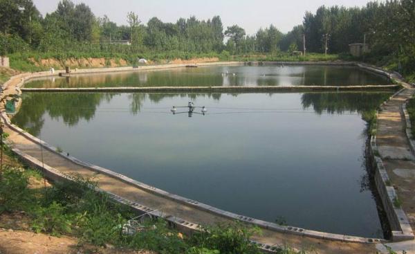 怎樣養草魚 草魚養殖技術