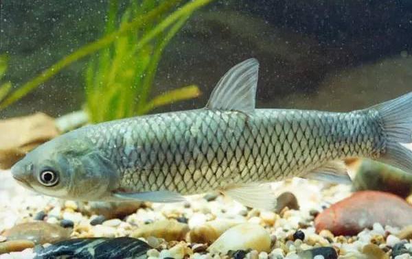 怎樣養草魚 草魚養殖技術