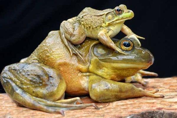 牛蛙可以當(dāng)寵物養(yǎng)嗎 牛蛙的養(yǎng)殖技術(shù)