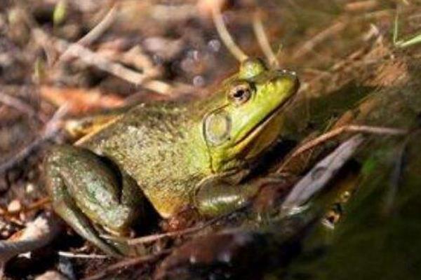 牛蛙可以當寵物養(yǎng)嗎 牛蛙的養(yǎng)殖技術