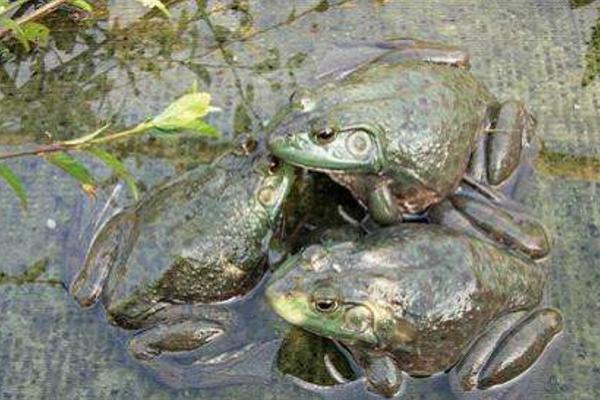 牛蛙可以當寵物養(yǎng)嗎 牛蛙的養(yǎng)殖技術