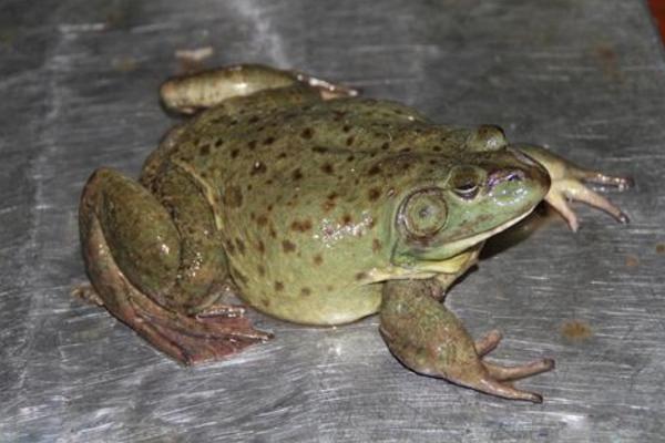 牛蛙可以當寵物養(yǎng)嗎 牛蛙的養(yǎng)殖技術