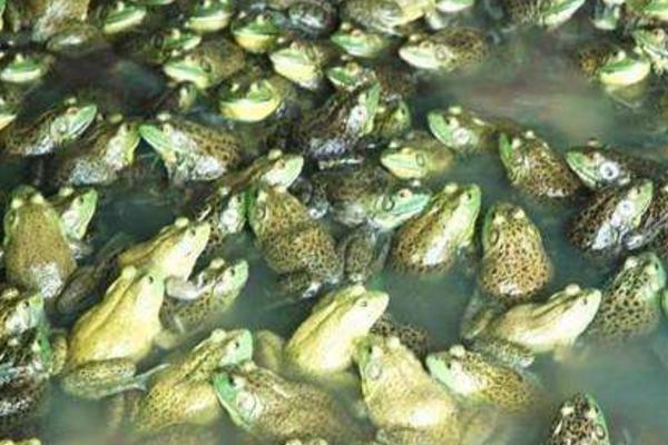 牛蛙可以當寵物養(yǎng)嗎 牛蛙的養(yǎng)殖技術