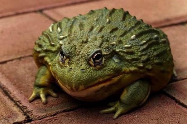 非洲牛蛙市場價格多少錢一只 非洲牛蛙吃什么