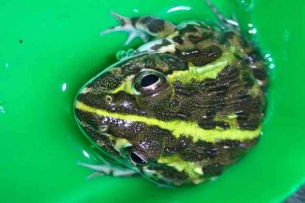 非洲牛蛙市場價格多少錢一只 非洲牛蛙吃什么