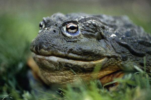 非洲牛蛙市場價格多少錢一只 非洲牛蛙吃什么
