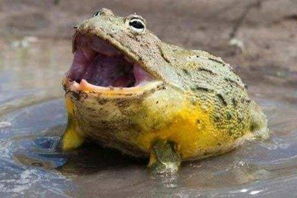 非洲牛蛙市場價格多少錢一只 非洲牛蛙吃什么