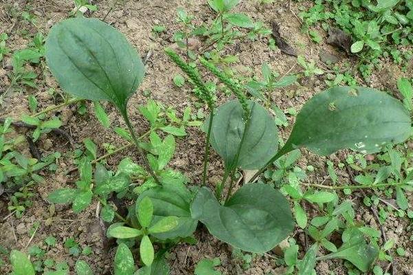 蛤蟆衣市場價格多少錢一斤 蛤蟆衣能當菜吃嗎