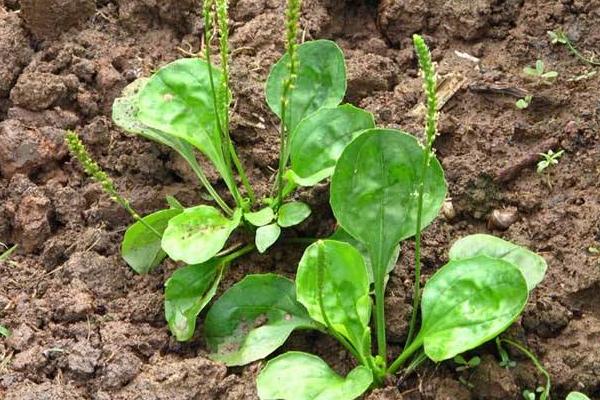 蛤蟆衣市場價格多少錢一斤 蛤蟆衣能當菜吃嗎