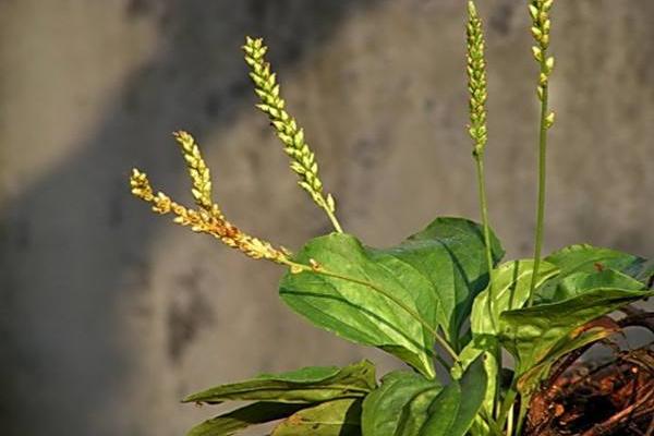 蛤蟆衣市場價格多少錢一斤 蛤蟆衣能當菜吃嗎