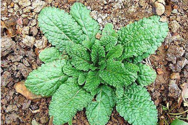 蟾蜍草、蛤蟆草、雪見草的區別分別是什么 蟾蜍草的功效與作用