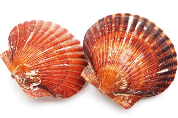 扇貝效應是什么意思 扇貝效應例子