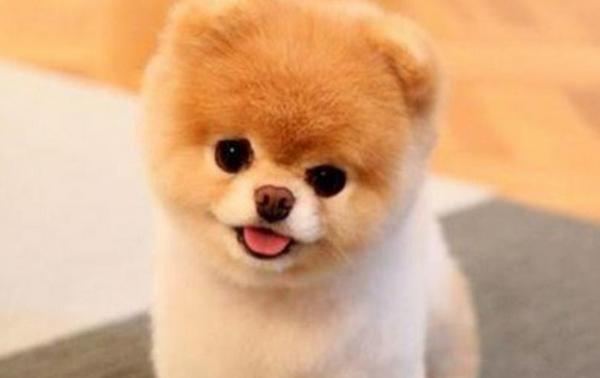 博美犬愛(ài)叫嗎 博美犬晚上叫怎么處理