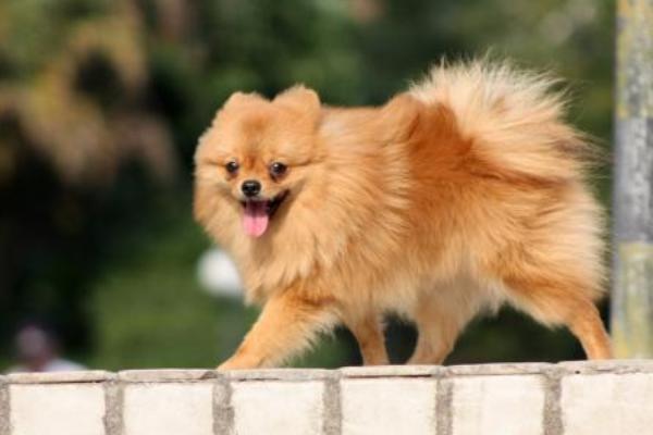 博美犬吃什么狗糧好 博美犬如何訓(xùn)練