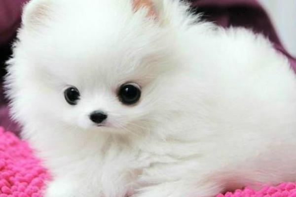 博美犬死前癥狀 博美犬掉毛嗎