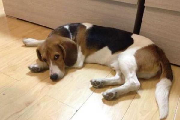 比格犬怎么訓(xùn)練 比格犬的訓(xùn)練方法