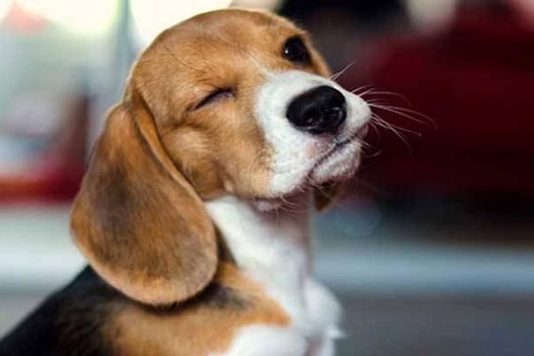 比格犬怎么訓(xùn)練 比格犬的訓(xùn)練方法