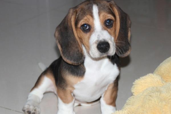 比格犬怎么訓(xùn)練 比格犬的訓(xùn)練方法