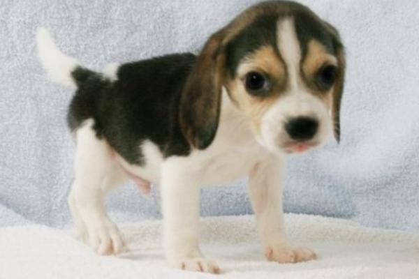 比格犬怎么訓(xùn)練 比格犬的訓(xùn)練方法