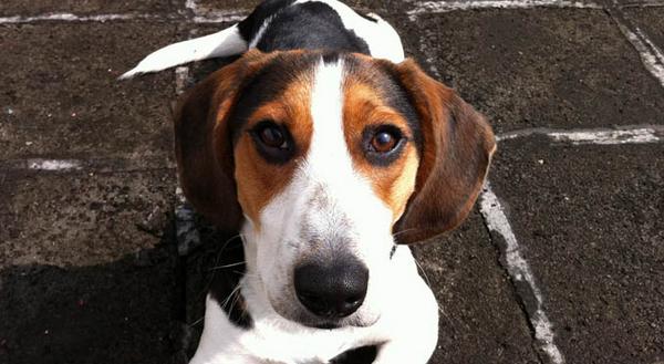 比格犬怎么訓(xùn)練 比格犬的訓(xùn)練方法