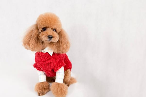 泰迪吃什么狗糧好 養一只泰迪一個月花費多少