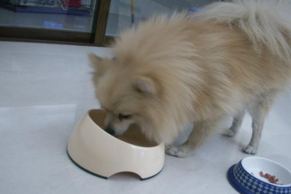 博美犬怎么養(yǎng) 養(yǎng)博美犬要注意什么