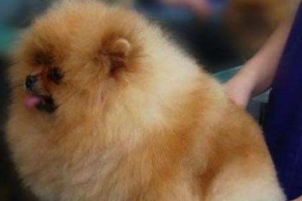 博美犬怎么養(yǎng) 養(yǎng)博美犬要注意什么