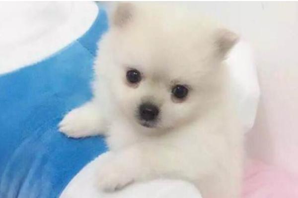 博美犬怎么養(yǎng) 養(yǎng)博美犬要注意什么