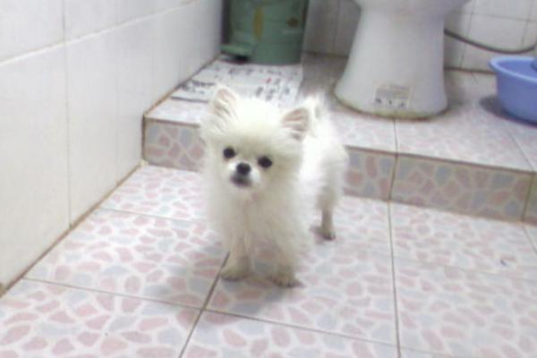 博美犬怎么養(yǎng) 養(yǎng)博美犬要注意什么