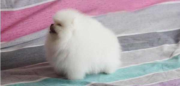 博美犬怎么養(yǎng) 養(yǎng)博美犬要注意什么