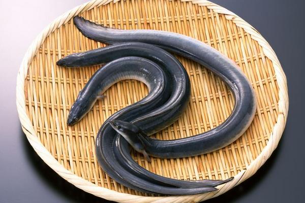 鰻魚怎么殺 殺鰻魚的技巧