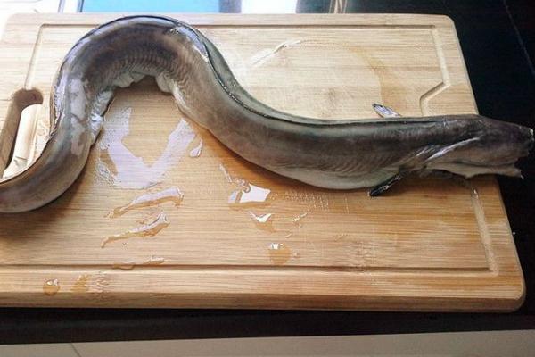 鰻魚怎么殺 殺鰻魚的技巧