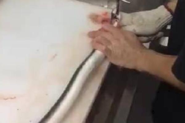 鰻魚怎么殺 殺鰻魚的技巧