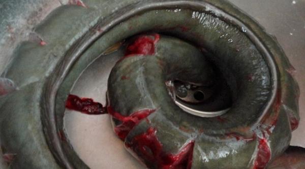 鰻魚怎么殺 殺鰻魚的技巧