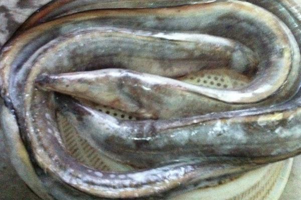 鰻魚怎么殺 殺鰻魚的技巧