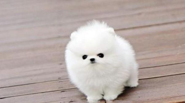 博美犬怎么養 養博美犬要注意什么