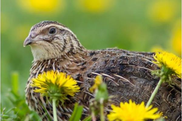 全自動鵪鶉養(yǎng)殖設(shè)備有哪些 鵪鶉養(yǎng)殖要投資多少錢