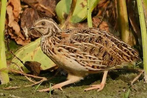 鵪鶉養(yǎng)殖的利潤和風險分析 鵪鶉養(yǎng)殖前景