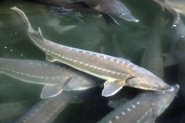 中華鱘魚魚皮怎么去除 中華鱘哪個部位有毒