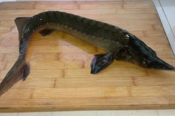 中華鱘魚魚皮怎么去除 中華鱘哪個部位有毒