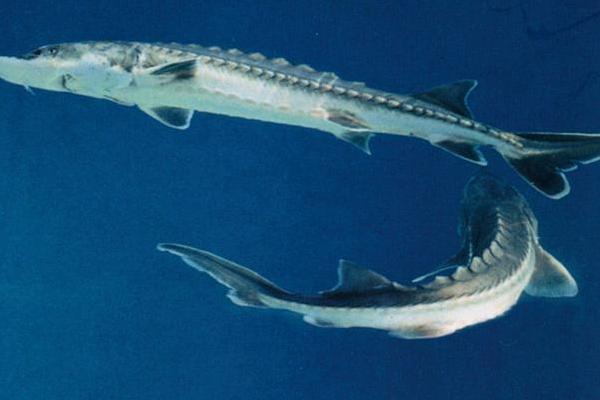 中華鱘魚魚皮怎么去除 中華鱘哪個部位有毒