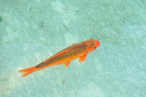 夢見紅鯉魚是什么意思 女人夢到紅鯉魚在水里游有什么預兆